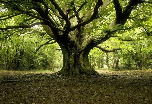 Lezione di yoga nella riserva naturale